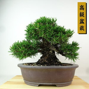 ~     25cm ܂ ~ Pinus thunbergii N}c  }c ΐjt Ϗܗp i