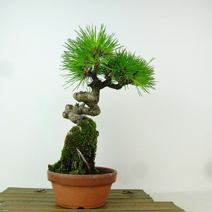~    24cm ܂ Pinus thunbergii N}c  ڂ }c ΐjt Ϗܗp i 