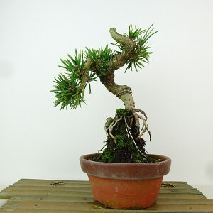 ~    21cm ܂ Pinus thunbergii N}c  ڂ }c ΐjt Ϗܗp i 
