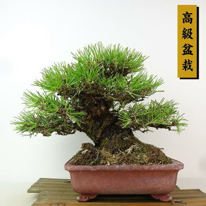 ~    22cm ܂ ~ Pinus thunbergii N}c }c ΐjt Ϗܗp i