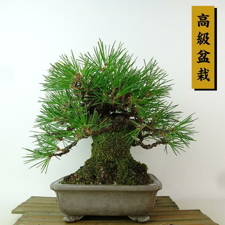 楽天市場】盆栽 松 黒松 樹高 約22cm くろまつ 高級盆栽 Pinus 