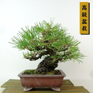 ~    18cm ܂ ~ Pinus thunbergii N}c}c ΐjt Ϗܗp i i
