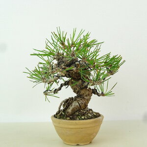 ~    13cm ܂ Pinus thunbergii N}c }c ΐjt Ϗܗp i i