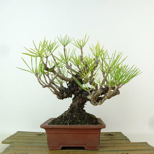 ~    19cm ܂ Pinus thunbergii N}c }c ΐjt Ϗܗp i i