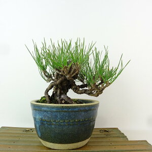 ~    13cm ܂ Pinus thunbergii N}c }c ΐjt Ϗܗp i i