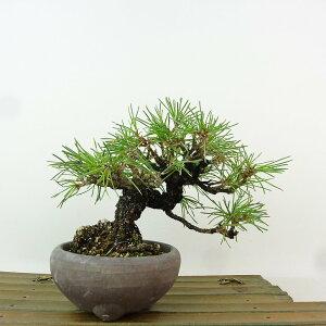 ~    12cm ܂ Pinus thunbergii N}c }c ΐjt Ϗܗp i i