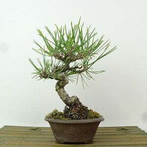 ~    16cm ܂ Pinus thunbergii N}c }c ΐjt Ϗܗp i i 