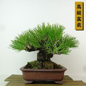 ~    18cm ܂ ~ Pinus thunbergii N}c}c ΐjt Ϗܗp i i