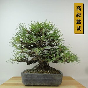 ~    27cm ܂ ~ Pinus thunbergii N}c }c ΐjt Ϗܗp i