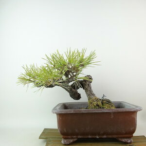 ~    16cm ܂ Pinus thunbergii N}c }c ΐjt Ϗܗp i i