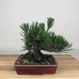 ~    15cm ܂ Pinus thunbergii N}c }c ΐjt Ϗܗp i i