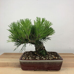 ~    14cm ܂ Pinus thunbergii N}c }c ΐjt Ϗܗp i i