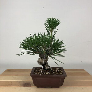 ~    18cm ܂ Pinus thunbergii N}c }c ΐjt Ϗܗp i i