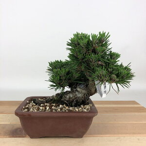 ~     11cm ܂ Pinus thunbergii N}c }c ΐjt Ϗܗp i i