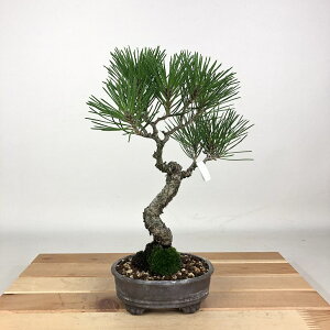~    25cm ܂ Pinus thunbergii N}c }c ΐjt Ϗܗp i 