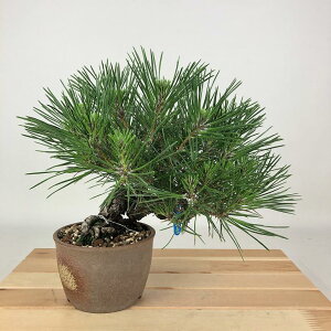 ~    21cm ܂ Pinus thunbergii N}c }c ΐjt Ϗܗp i