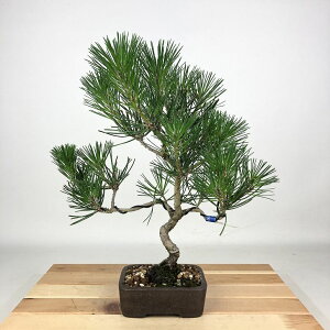 ~    30cm ܂ Pinus thunbergii N}c }c ΐjt Ϗܗp i 