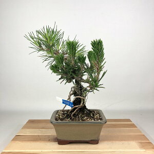 ~    26cm ܂ Pinus thunbergii N}c  ڂ }c ΐjt Ϗܗp i 