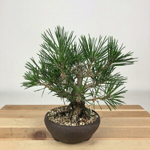 ~    16cm ܂ Pinus thunbergii N}c }c ΐjt Ϗܗp i i