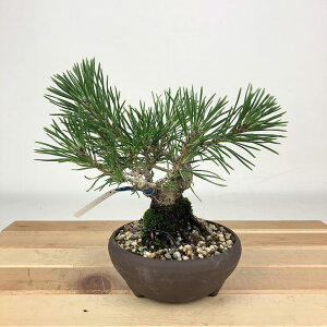 ~    13cm ܂ Pinus thunbergii N}c }c ΐjt Ϗܗp i i 