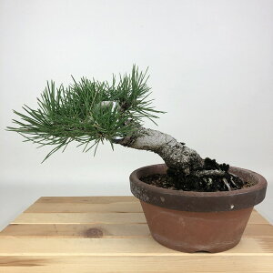 ~    14cm ܂ Pinus thunbergii N}c }c ΐjt Ϗܗp i i