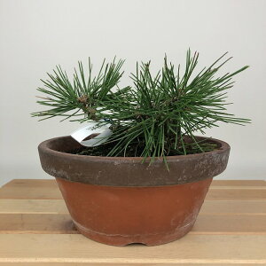 ~    9cm ܂ Pinus thunbergii N}c }c ΐjt Ϗܗp i i