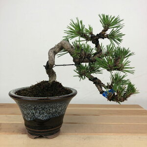 ~   ێ 13cm ܂ Pinus thunbergii N}c }c ΐjt Ϗܗp i i