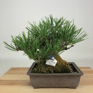 ~    17cm ܂ Pinus thunbergii N}c }c ΐjt Ϗܗp i i