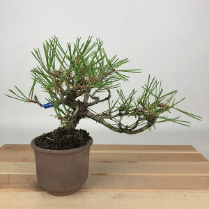 ~    14cm ܂ Pinus thunbergii N}c }c ΐjt Ϗܗp i i 