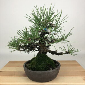 ~    22cm ܂ Pinus thunbergii N}c }c ΐjt Ϗܗp i