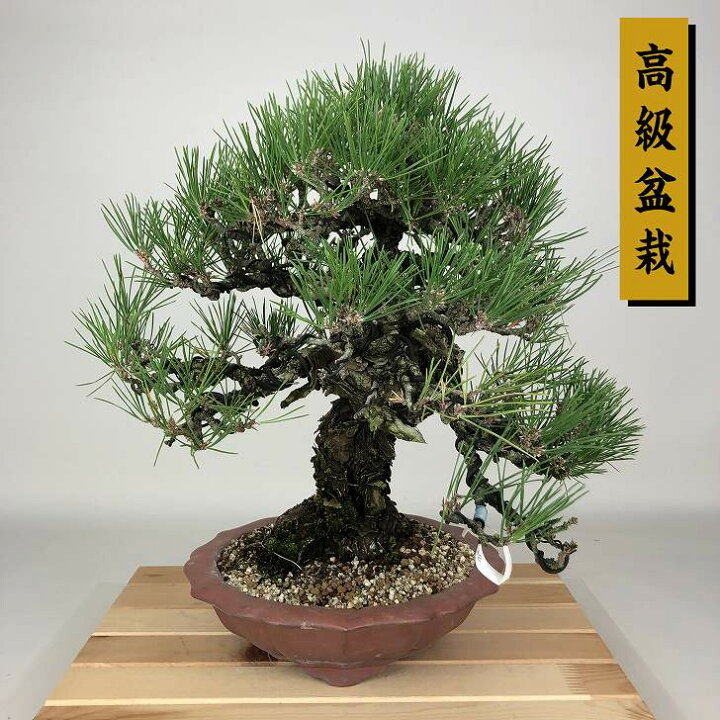 楽天市場】盆栽 松 黒松 樹高 約36cm くろまつ 高級盆栽 Pinus 