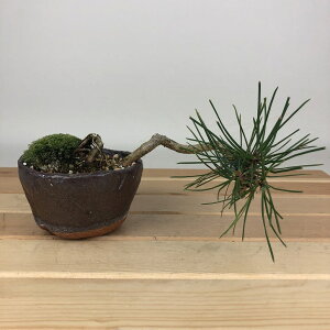 ~    ㉺ 11cm ܂ Pinus thunbergii N}c }c ΐjt Ϗܗp i i