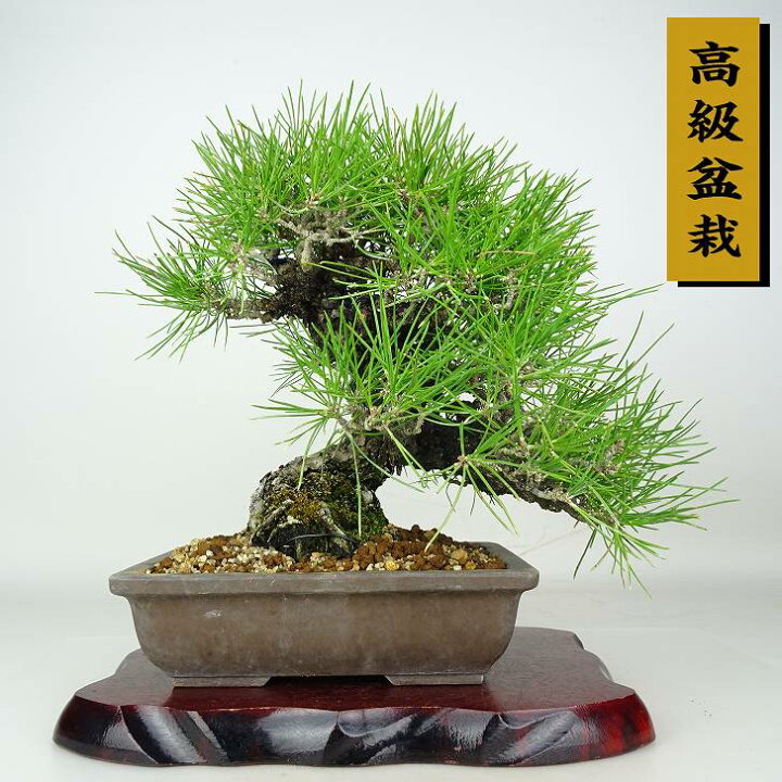 楽天市場】盆栽 松 黒松 樹高 約28cm くろまつ 高級盆栽 Pinus 