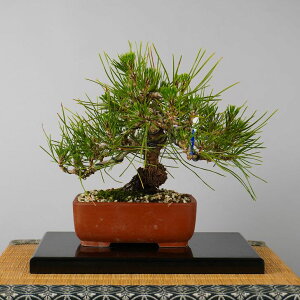 黒松 盆栽」の人気商品一覧 | 安い商品を通販サイトから探す - 価格.com