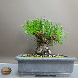 ~    15cm ܂ Pinus thunbergii N}c }c ΐjt ӏܗp Ϗܗp i i