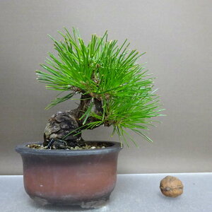 ~    12cm ܂ Pinus thunbergii N}c }c ΐjt ӏܗp Ϗܗp i i