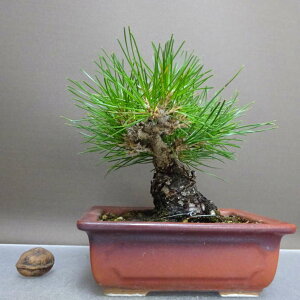 ~    13cm ܂ Pinus thunbergii N}c }c ΐjt ӏܗp Ϗܗp i i