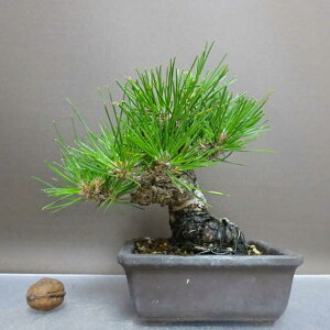 ~    14cm ܂ Pinus thunbergii N}c }c ΐjt ӏܗp Ϗܗp i i
