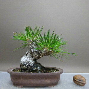 ~    11.5cm ܂ Pinus thunbergii N}c }c ΐjt ӏܗp Ϗܗp i i