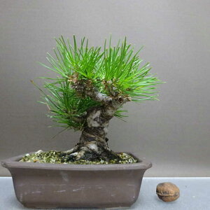 ~    14cm ܂ Pinus thunbergii N}c }c ΐjt ӏܗp Ϗܗp i i