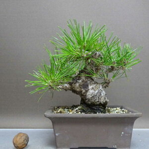 ~    16cm ܂ Pinus thunbergii N}c }c ΐjt ӏܗp Ϗܗp i i
