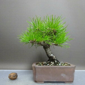 ~    18cm ܂ Pinus thunbergii N}c }c ΐjt ӏܗp Ϗܗp i i