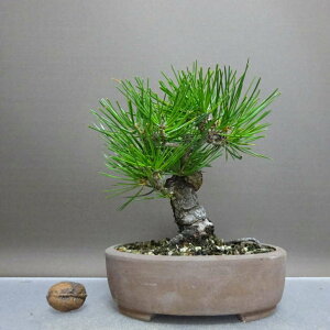 ~    15cm ܂ Pinus thunbergii N}c }c ΐjt ӏܗp Ϗܗp i i