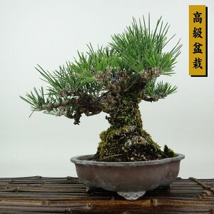 ~     21cm ܂ ~ Pinus thunbergii N}c }c ΐjt Ϗܗp i