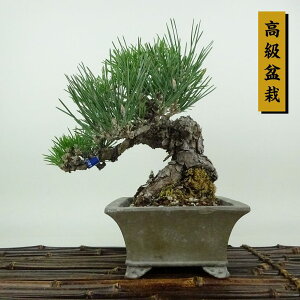 ~     20cm ܂ ~ Pinus thunbergii N}c }c ΐjt Ϗܗp i i