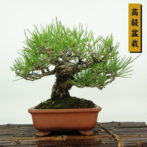 ~    16cm ܂ ~ Pinus thunbergii N}c }c ΐjt Ϗܗp i i
