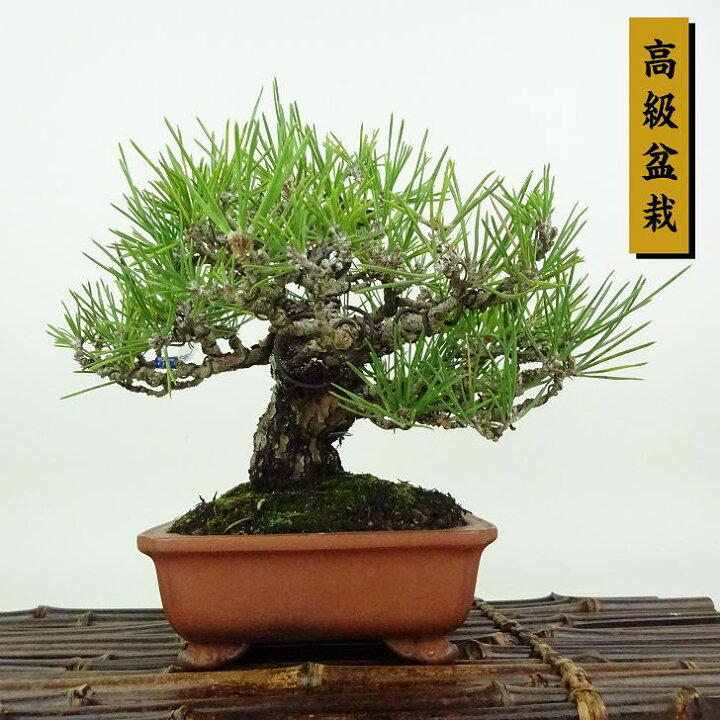 楽天市場】盆栽 松 黒松 樹高 約16cm くろまつ 高級盆栽 Pinus 