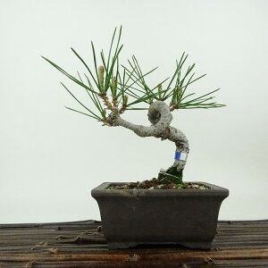 ~    13cm ܂ Pinus thunbergii N}c }c ΐjt Ϗܗp i i 