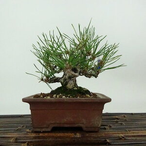 ~    13cm ܂ Pinus thunbergii N}c }c ΐjt Ϗܗp i i 