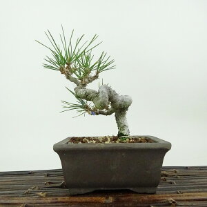 ~    14cm ܂ Pinus thunbergii N}c }c ΐjt Ϗܗp i i 